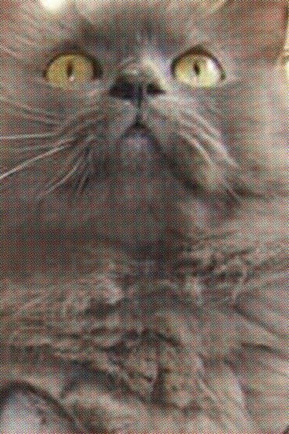 Monstro Cat