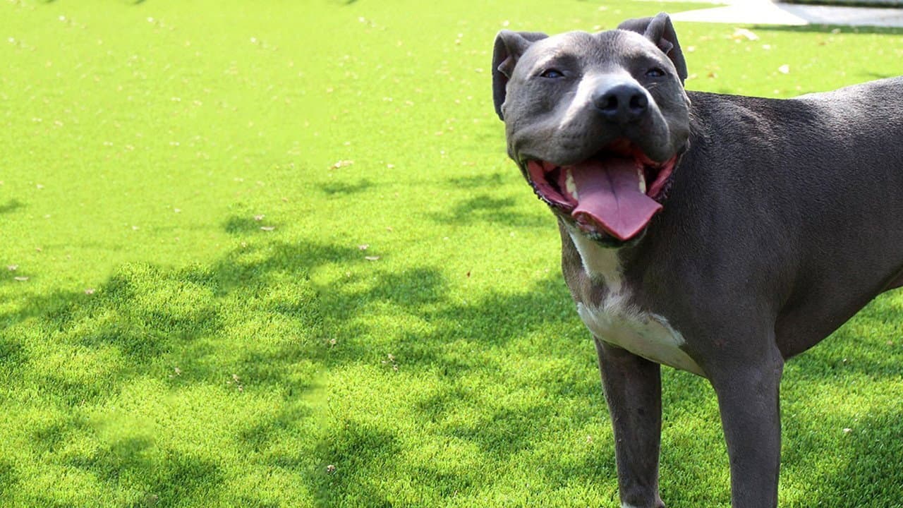 Cesar Millan