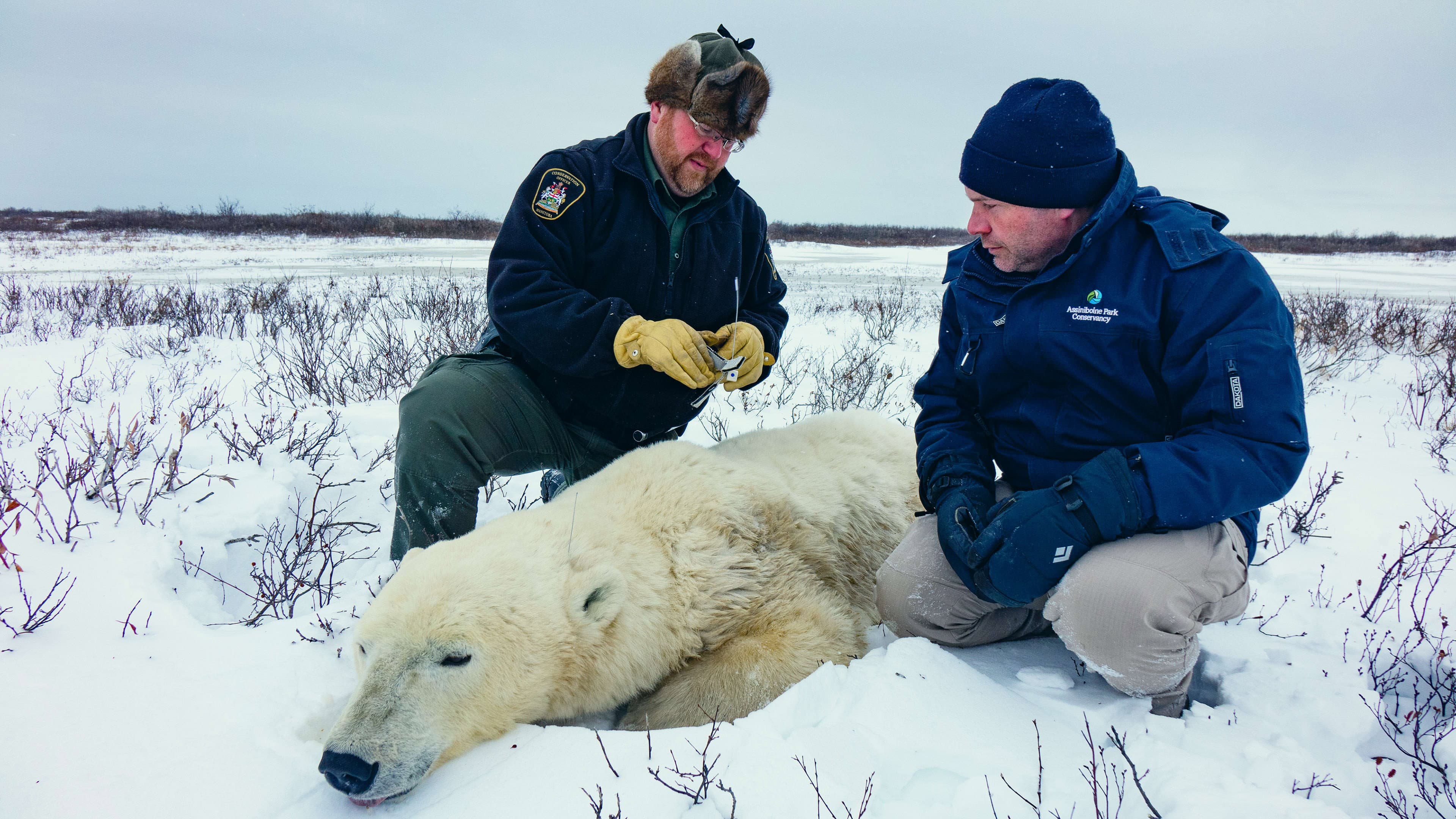 Arctic Vets