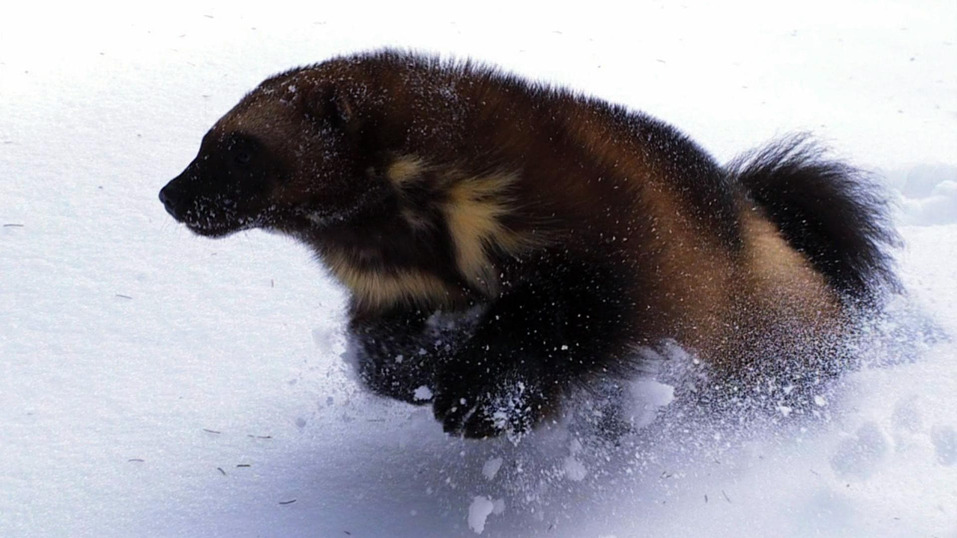 Wolverine - Chasing the Phantom