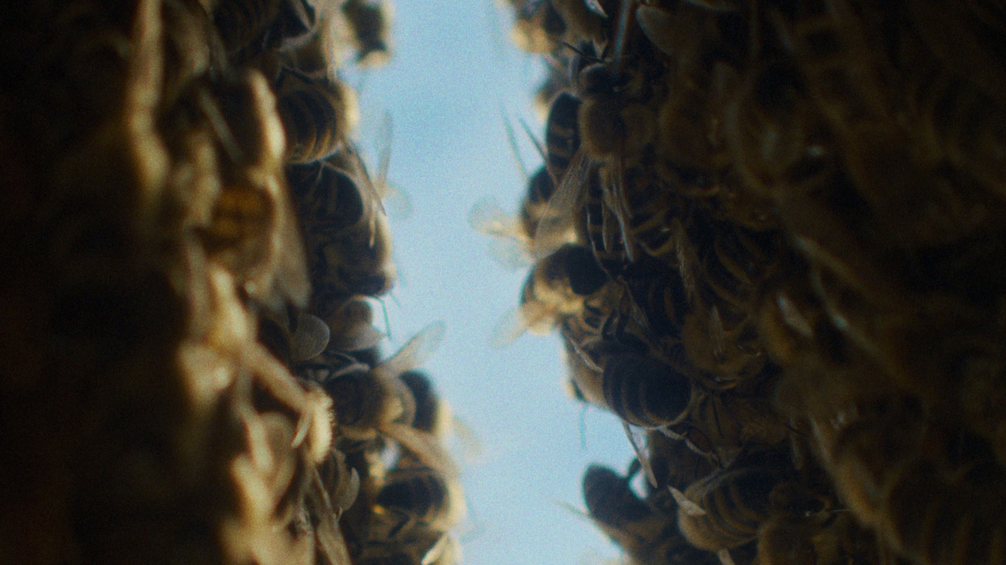 The Quiet Beekeeper