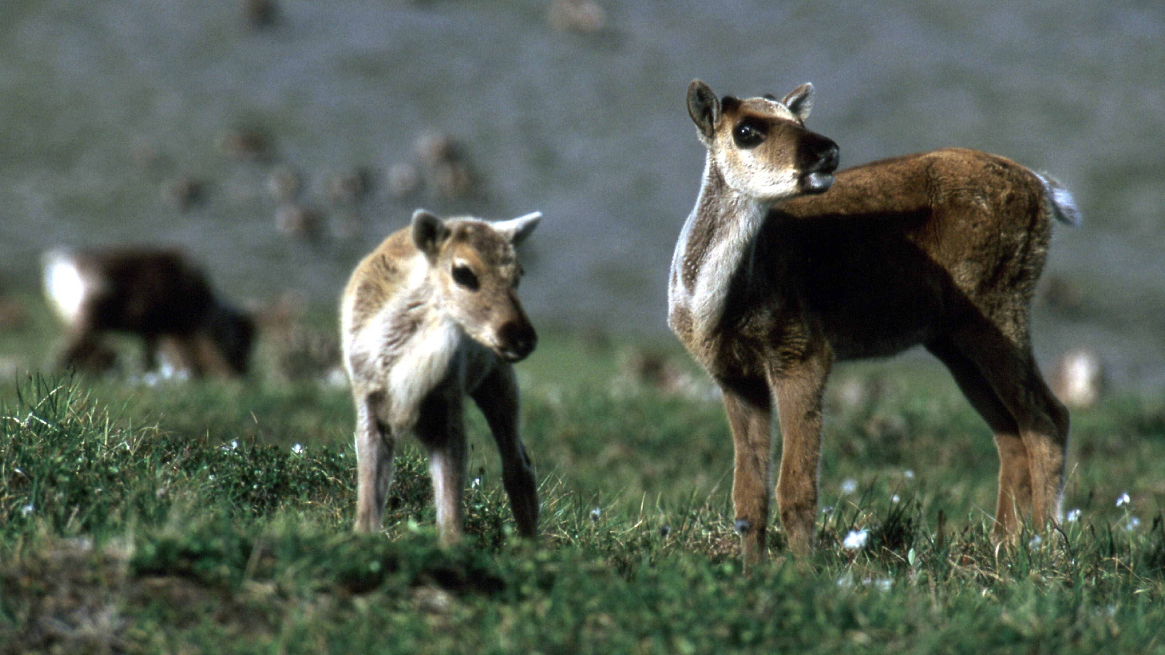 Being Caribou