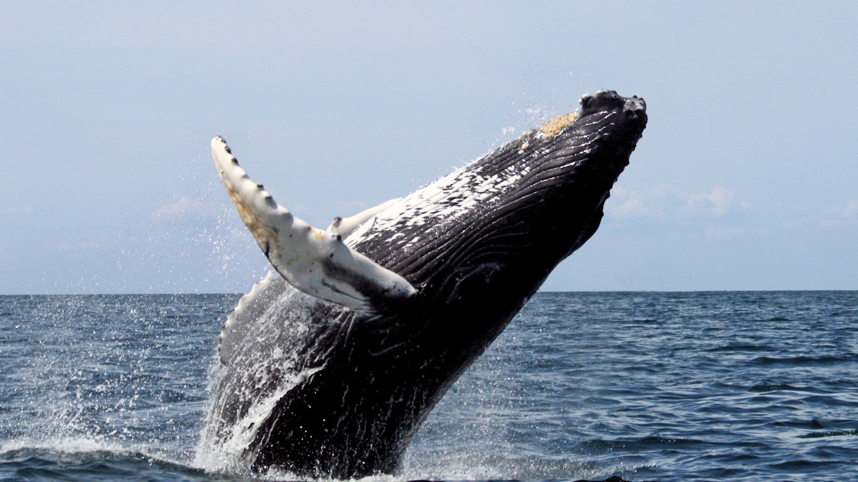 Saving the Right Whale