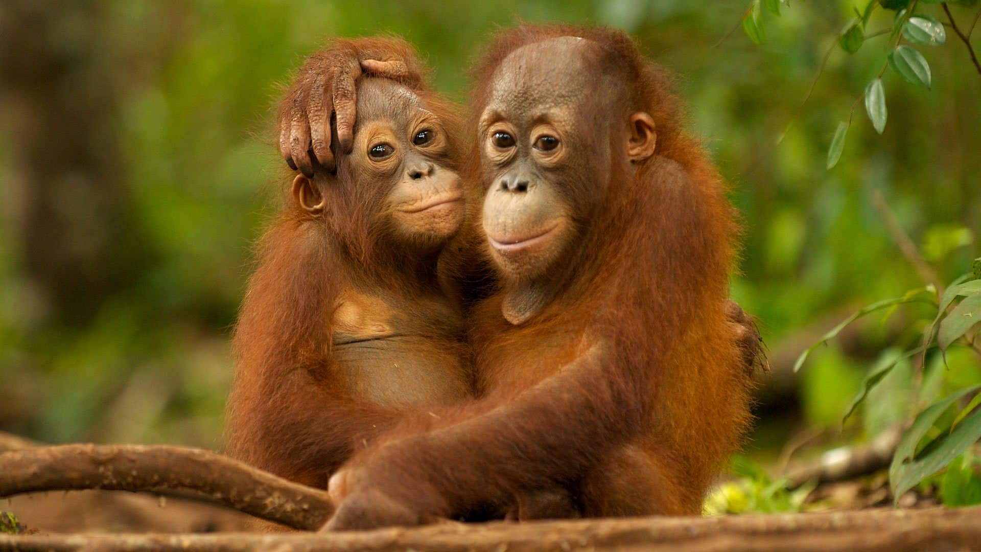 Bert Pence