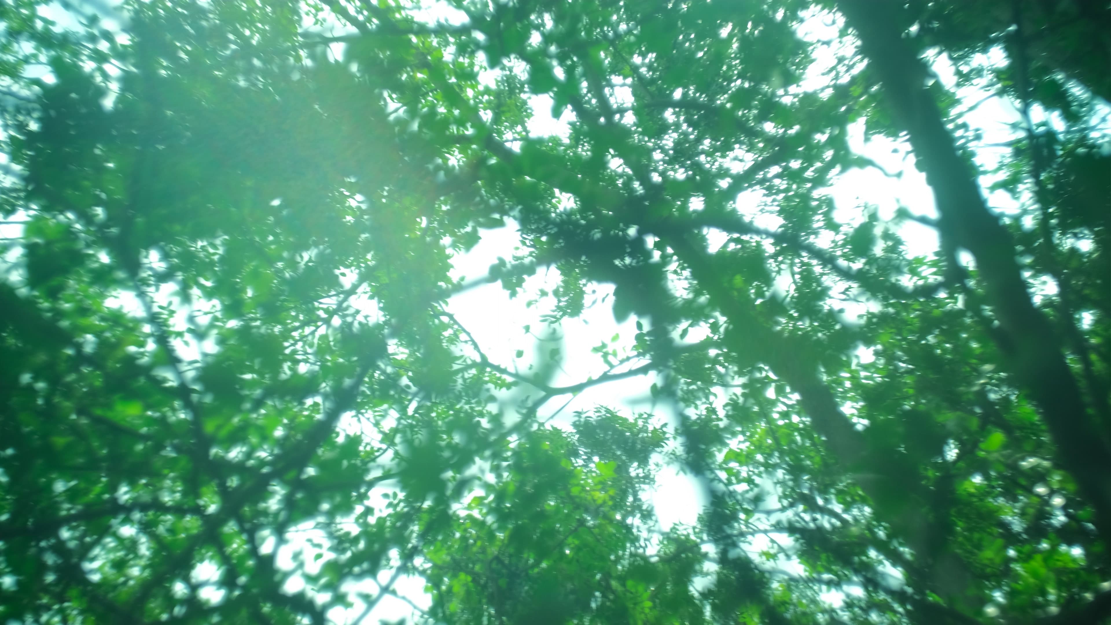 Far From the Grove