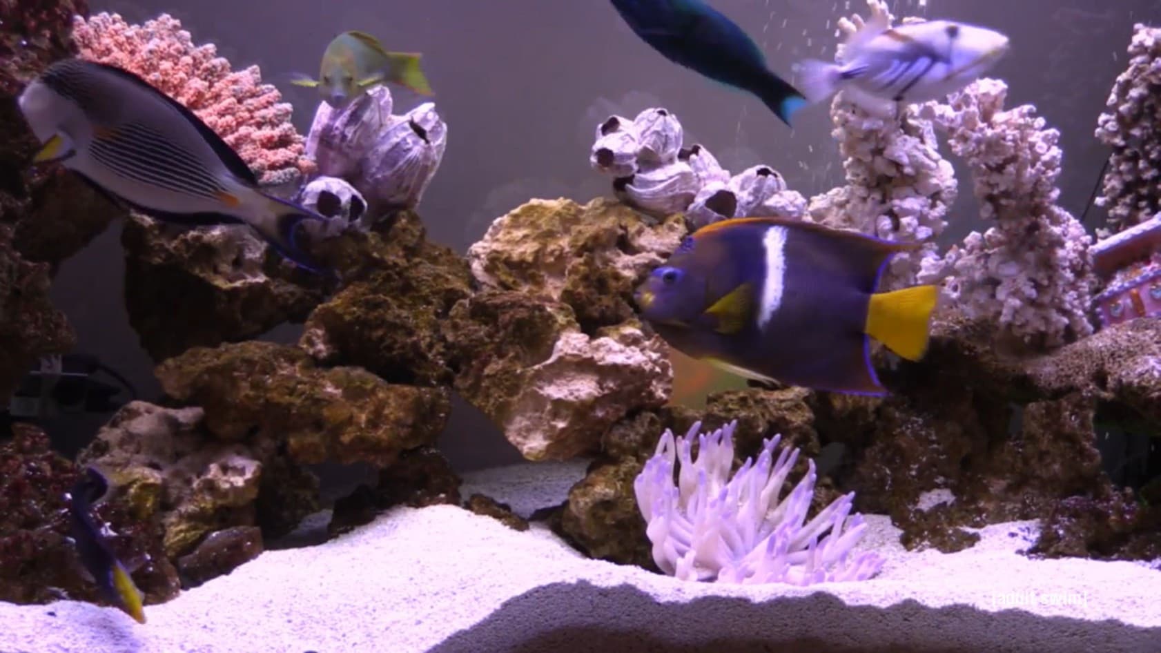 FishCenter Live