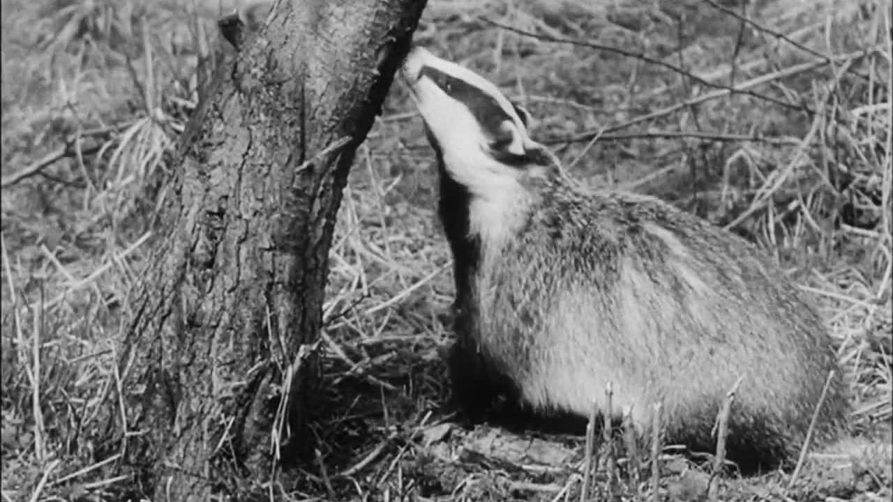 Wisdom of the Wild