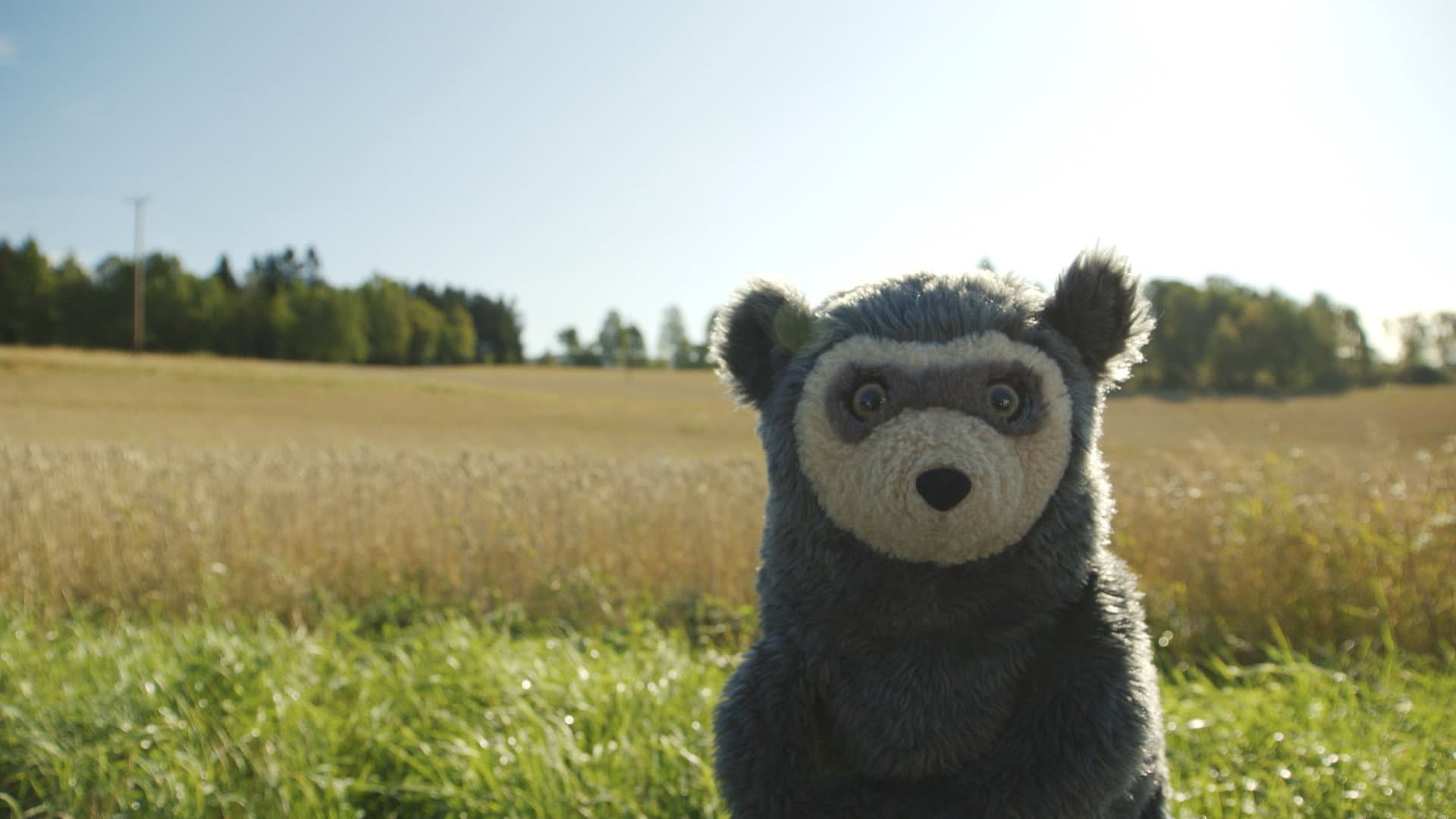 Bo Bear