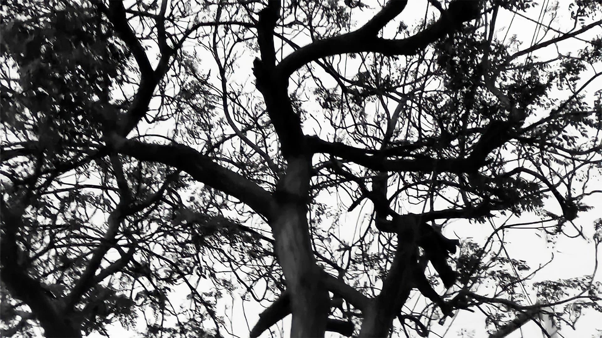 Árbol