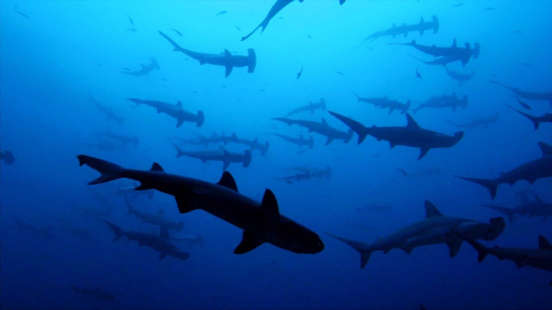 Paul Watson