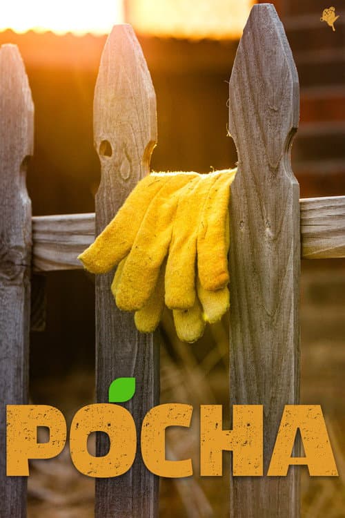Pocha