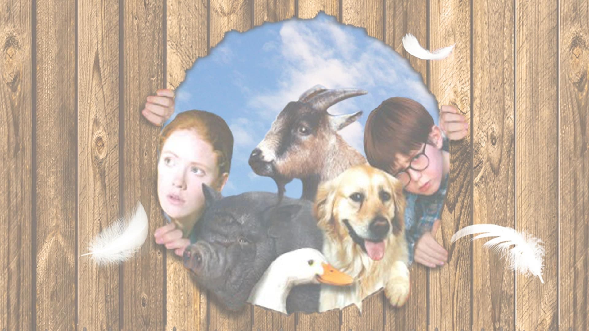Pets